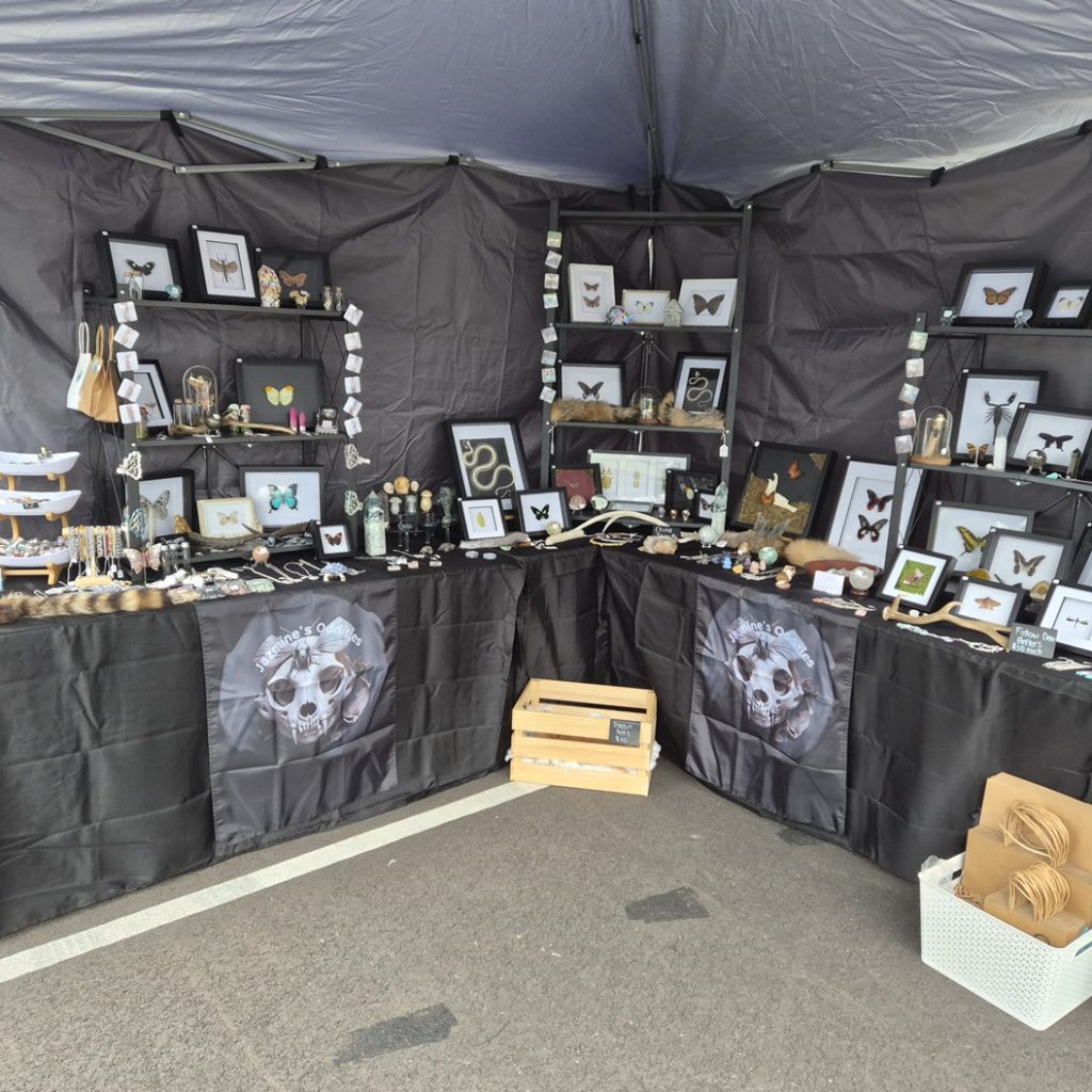 Jazmine’s Oddities